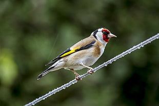 European Goldfinch perch on wire during daytime HD wallpaper