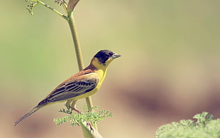 yellow,black, and brown bird on green leaf plant