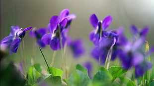 close-up photography of purple Violet flowers
