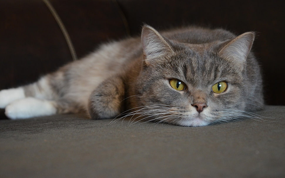 grey and white cat lying on brown surface HD wallpaper