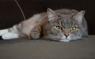 grey and white cat lying on brown surface