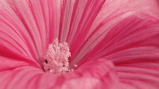 closeup photo of pink petaled flower with pollen grain HD wallpaper