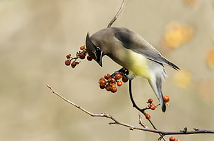 gray and yellow bird perched on brown tree branch at daytime, cedar waxwing