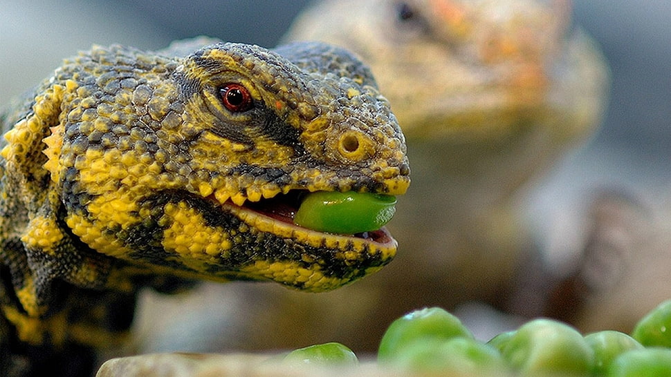 yellow and black lizard, lizards HD wallpaper