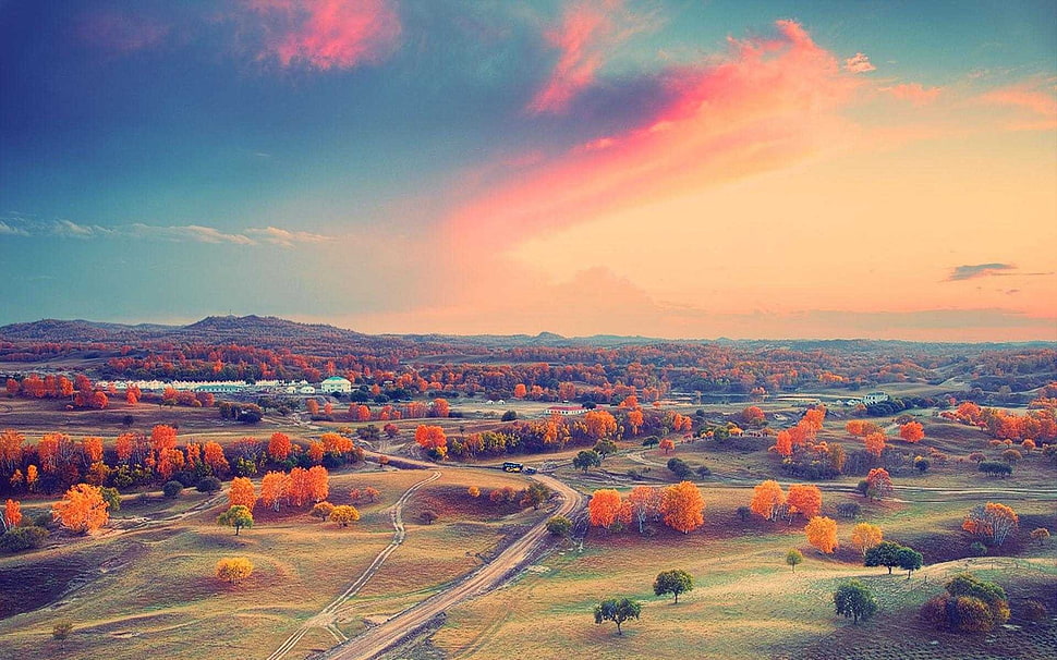 brown and green leafed trees, fall, horizon, sky HD wallpaper