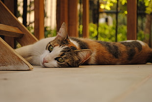 Calico cat lying on gray surface HD wallpaper