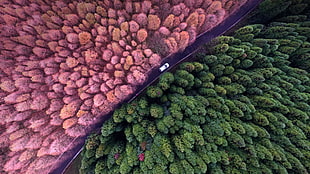 green leaf trees, landscape, aerial view, colorful
