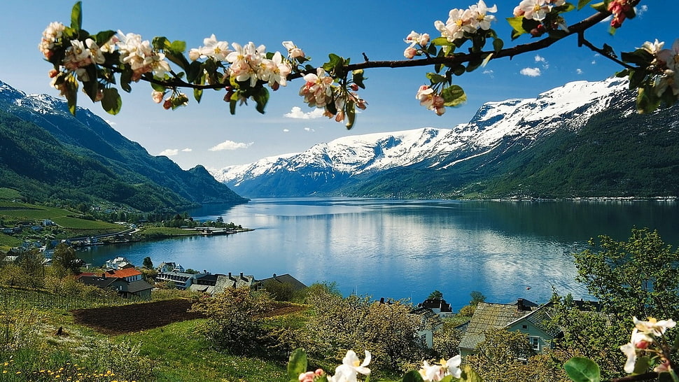lake photo, nature, flowers, spring HD wallpaper