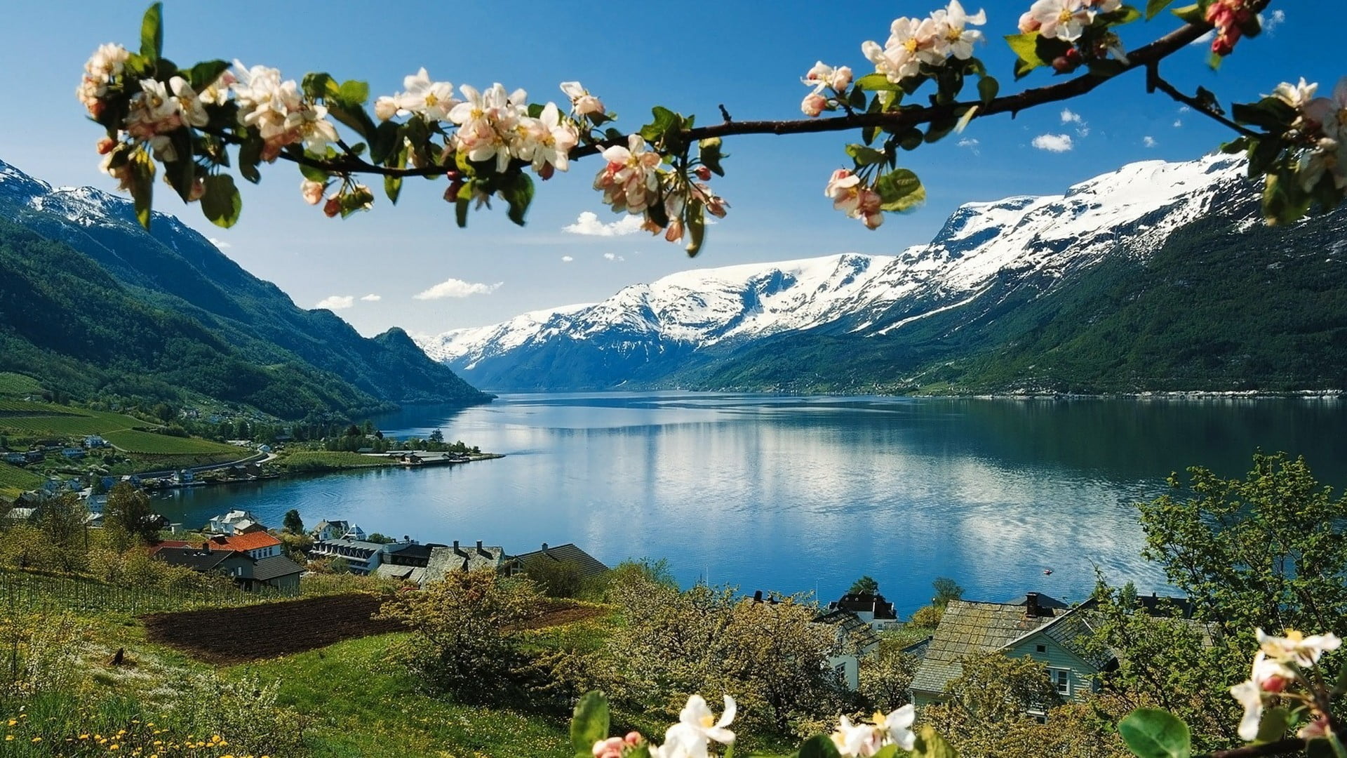 lake photo, nature, flowers, spring