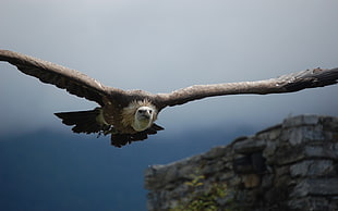 brown Vulture bird flying HD wallpaper