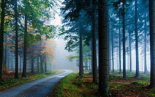 green tree with fog on forest