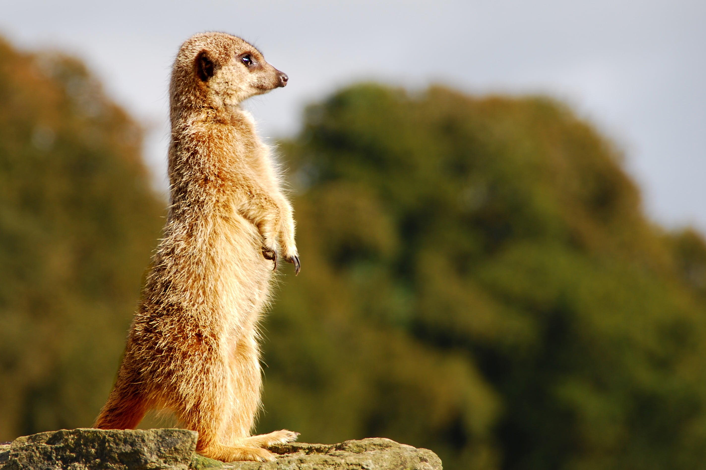 brown meerkat, meerkats