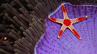 red and beige starfish illustration, underwater, sea, nature, starfish HD wallpaper