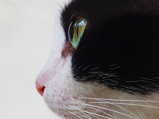 close up photo of white and black cat face
