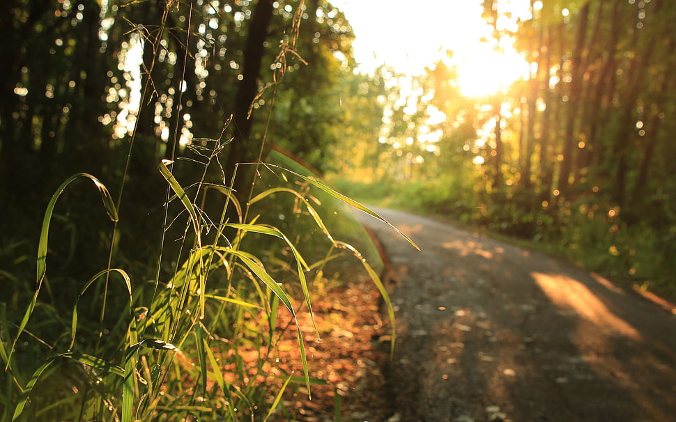 brown and green tree branch, landscape, forest, street HD wallpaper