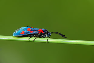 blue and red six spotted Burnet Moth HD wallpaper
