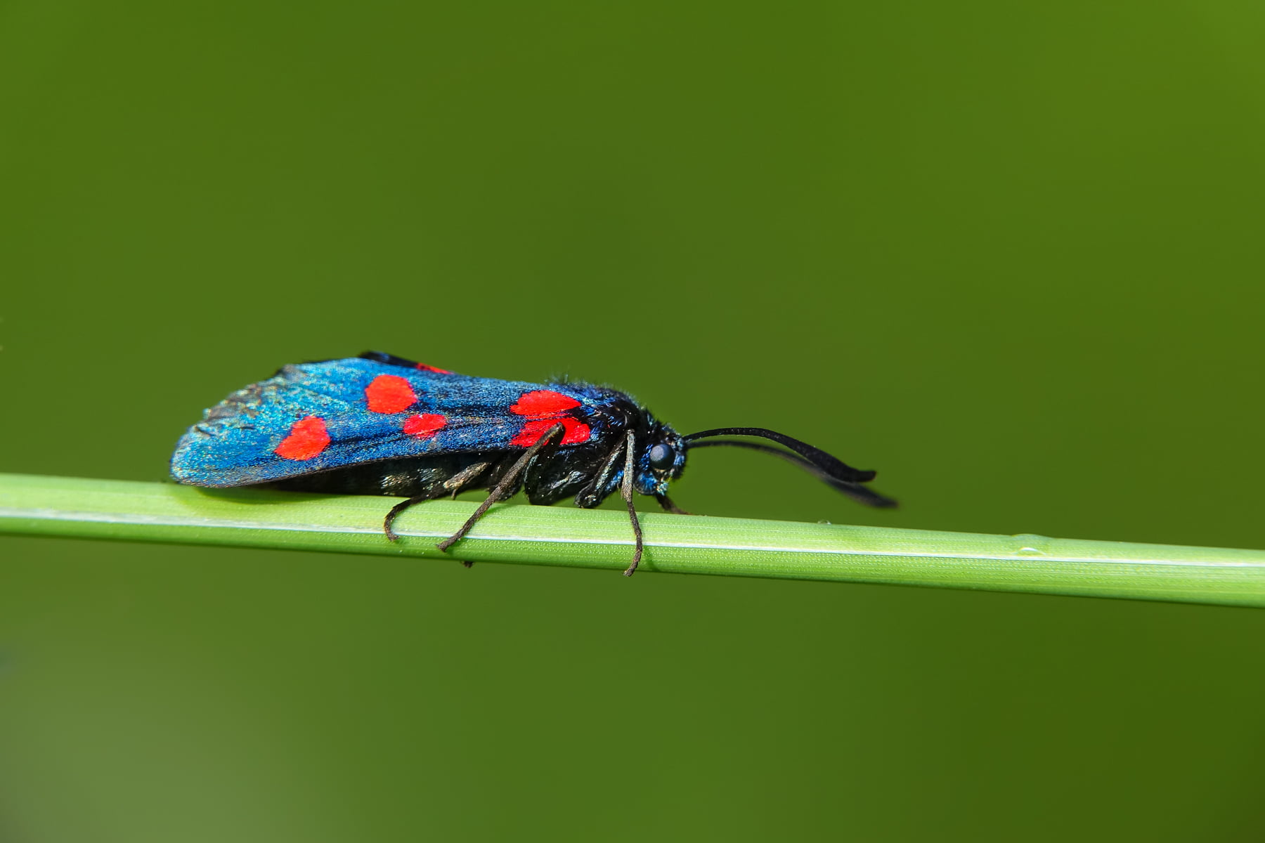 blue and red six spotted Burnet Moth