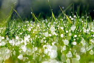 depth of field photography of water dew on grass during daytime