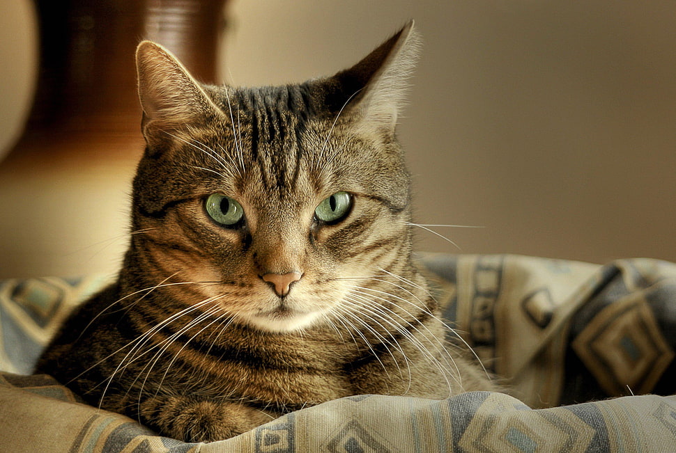 tabby cat on blue textile HD wallpaper