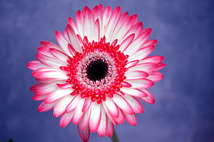 macro shot of pink and white flower