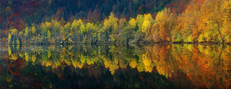 green and yellow pine trees, panoramas, lake, reflection, nature HD wallpaper