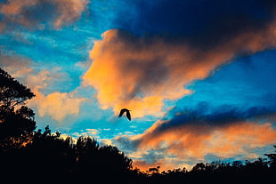 silhouette bird, Bird, Sky, Flight