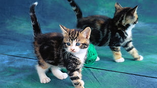 photo of calico kitten standing beside mirror with green yarn