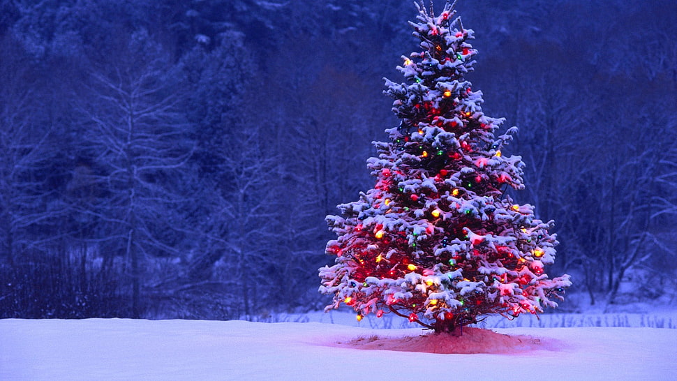 lighted pine tree outdoor on snow terrain during nighttime HD wallpaper