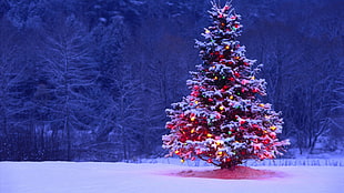 lighted pine tree outdoor on snow terrain during nighttime