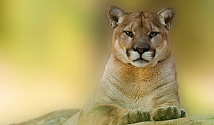 lioness photo, animals, pumas, cougars HD wallpaper