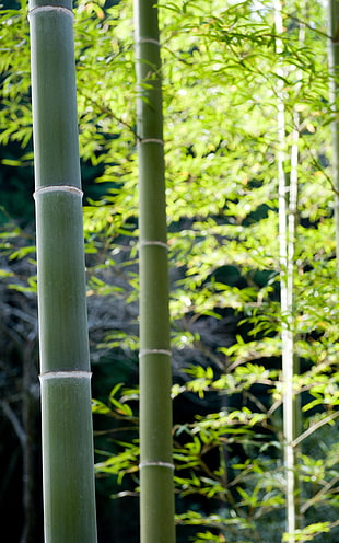 green bamboo trees, bamboo, nature, plants, forest