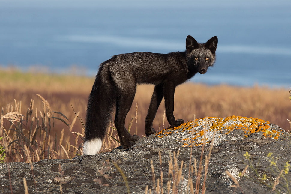 photography of black fox HD wallpaper