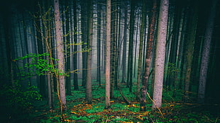 forest, trees HD wallpaper