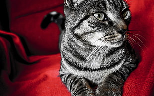 silver tabby cat on red textile