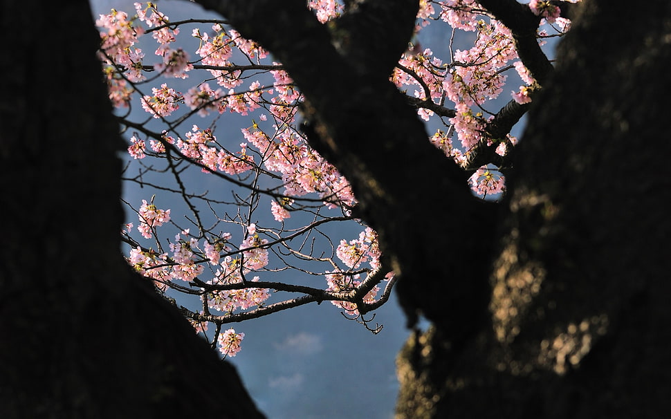 cherry blossom under blue sky HD wallpaper