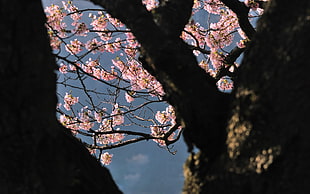 cherry blossom under blue sky