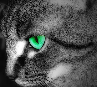 closeup photography of grey cat with green eyes