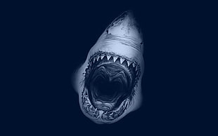 white shark, teeth, open mouth, shark, fangs