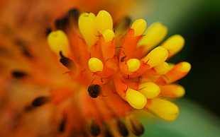 selective focus photography of yellow petal flower