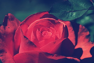 close-up photo of a red rose HD wallpaper