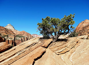 green leaved trees surrounded by brown rock formation, zion np