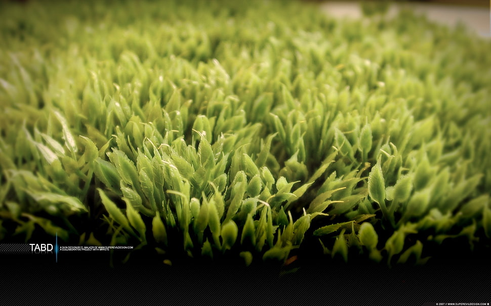 green leafed plant screenshot, grass, macro, typography, plants HD wallpaper
