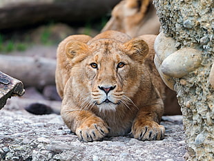 lioness lying besides gray rock during daytime
