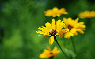 sunflower tilt shift lens photography