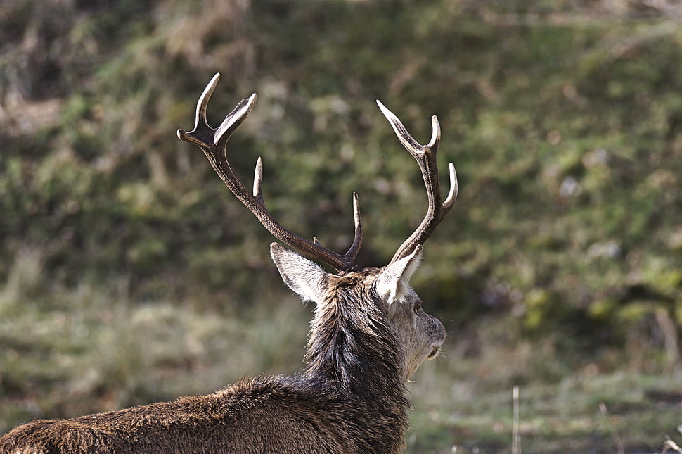 reindeer in wildlife photography during daytime HD wallpaper