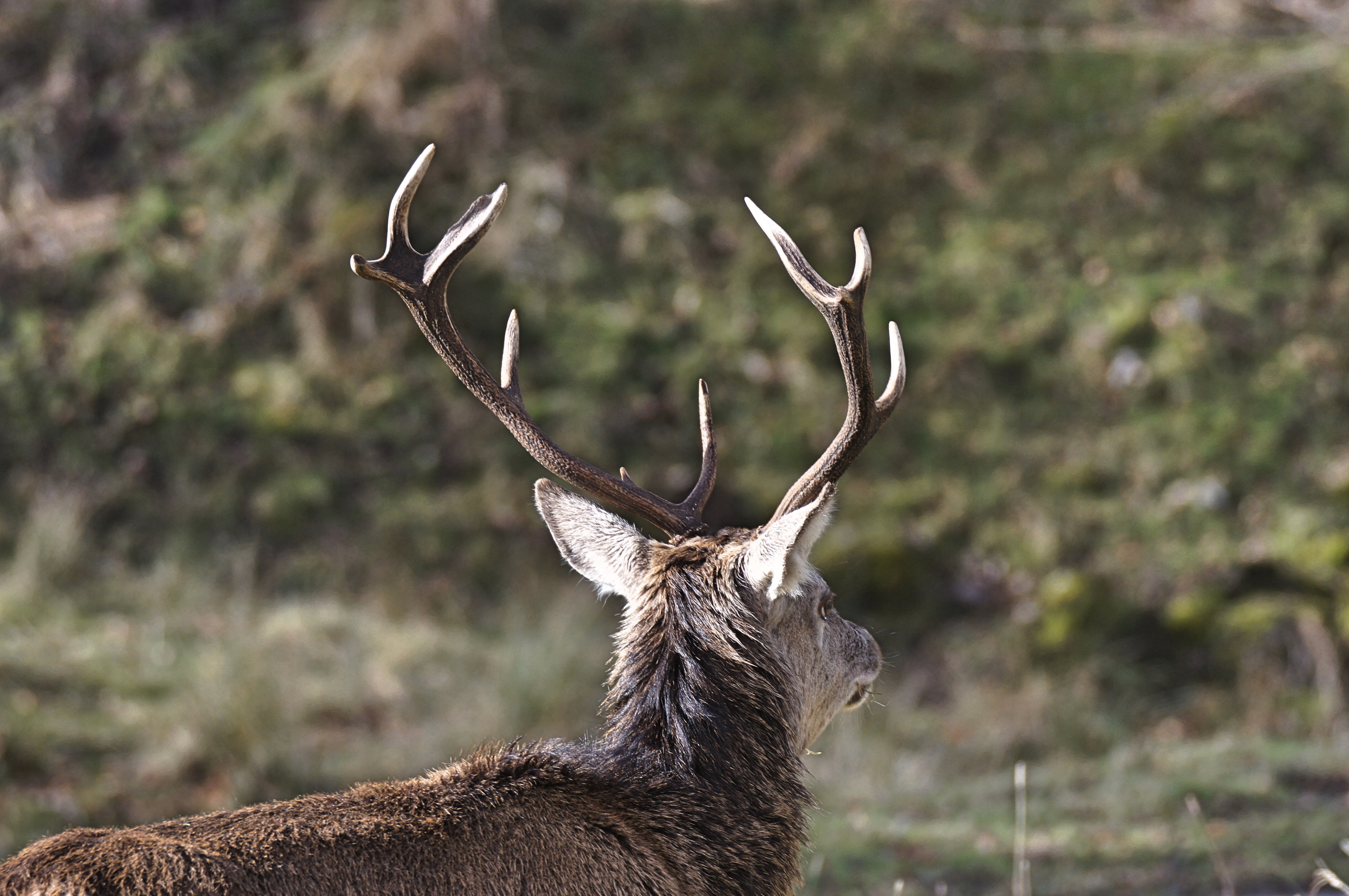 reindeer in wildlife photography during daytime