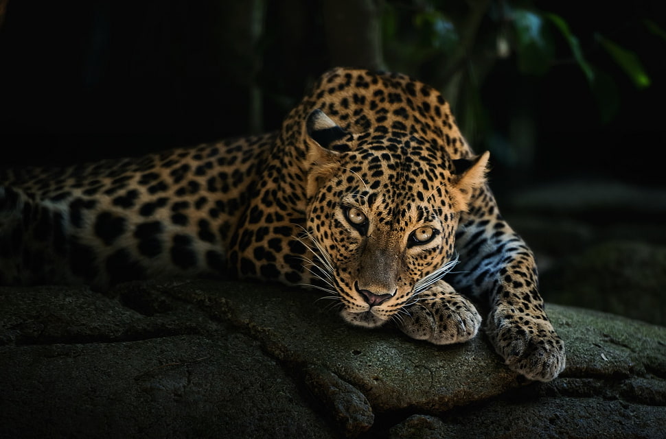 brown and black leopard, animals, leopard HD wallpaper