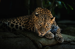 brown and black leopard, animals, leopard