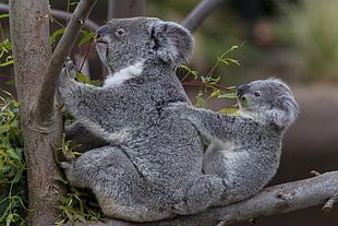 two gray koalas holding on tree trunk