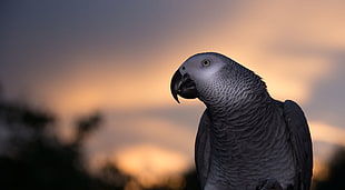 gray african parrot looking at its left, african gray parrot